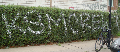 Foto von einer besprühten Hecke